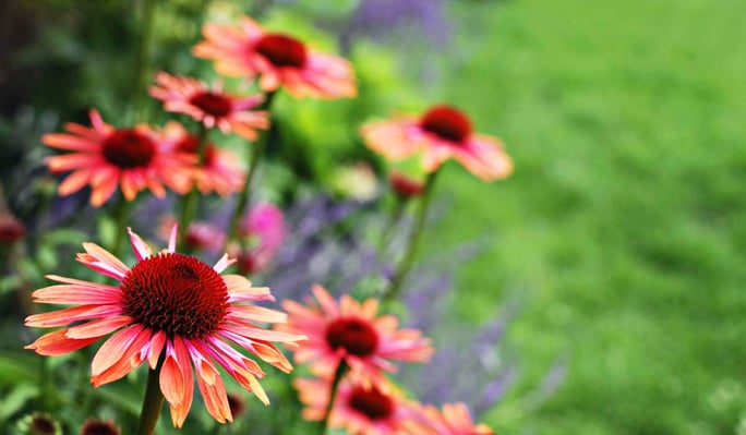 5 Best Perennials To Grow In Colorado: Echinacea