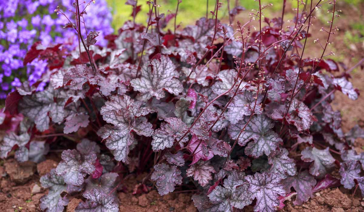 5 Best Perennials To Grow In Colorado