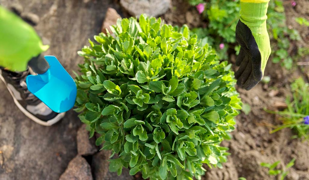 5 Best Perennials To Grow In Colorado