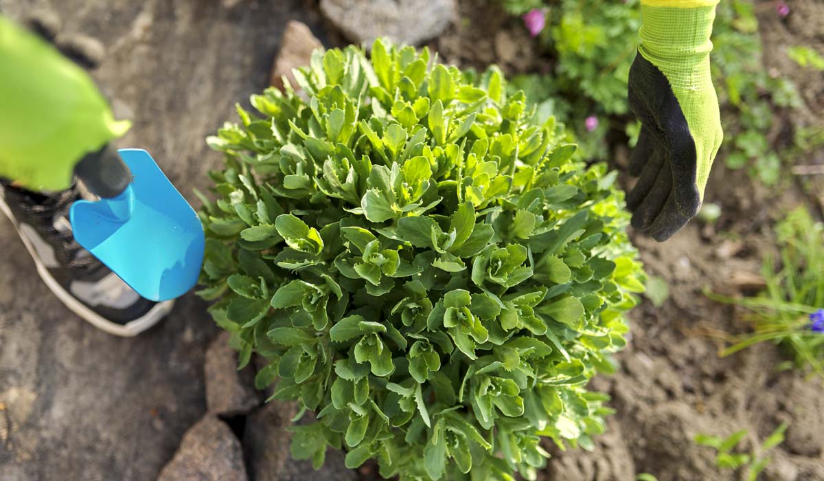 5 Best Perennials To Grow In Colorado