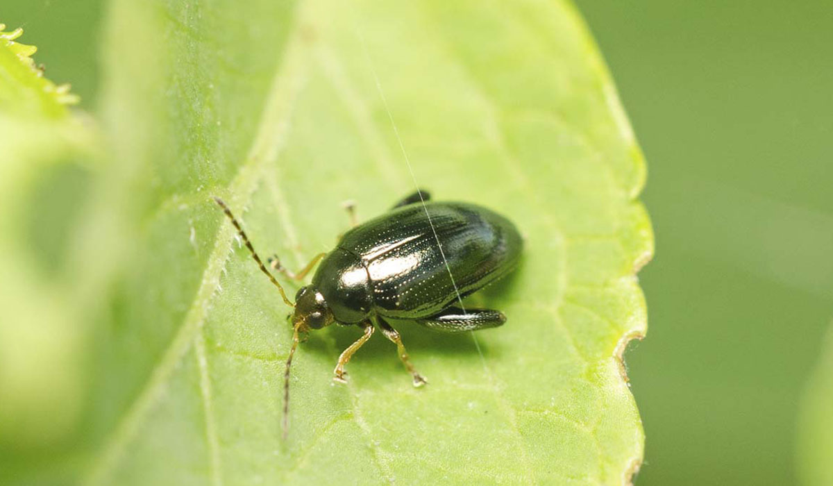 6 Common Garden Pests In Colorado: Flea Beetles