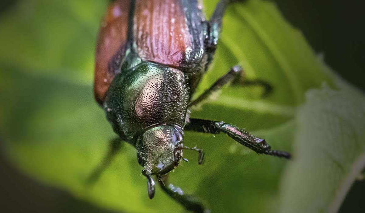 6 Common Garden Pests In Colorado: Japanese Beetles
