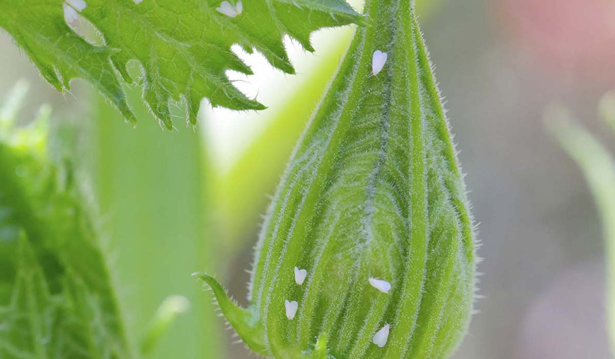 6 Common Garden Pests In Colorado: Whiteflies