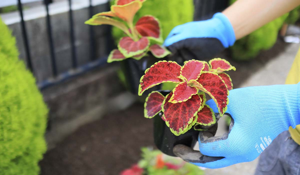8 Easiest Annuals To Grow In Colorado