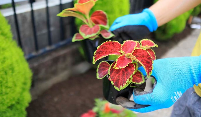 8 Easiest Annuals To Grow In Colorado: Coleus