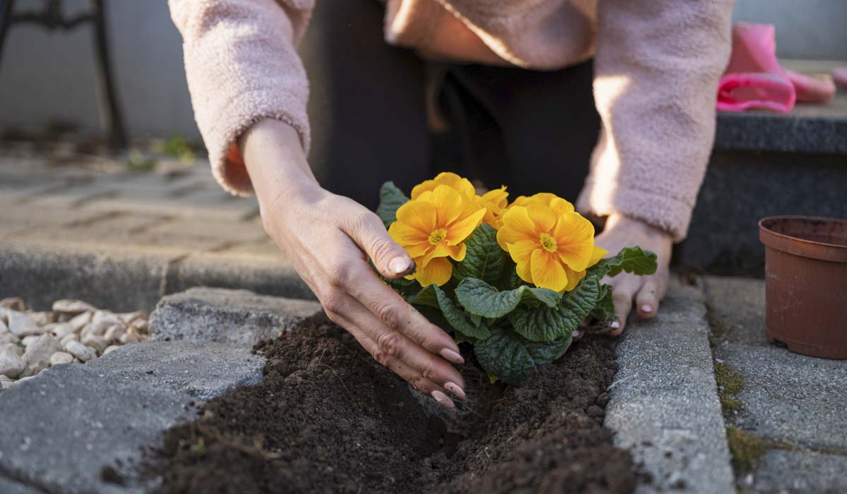 8 Easiest Annuals To Grow In Colorado