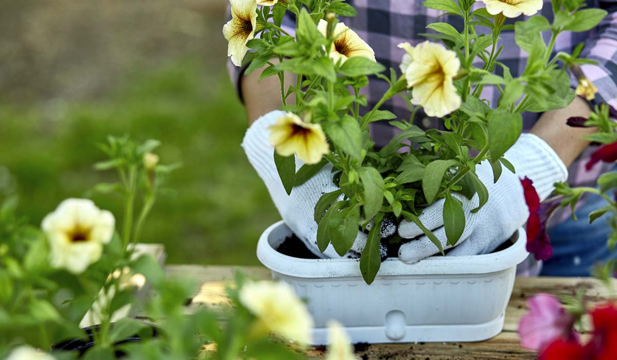 8 Easiest Annuals To Grow In Colorado