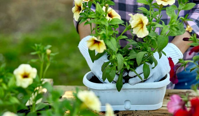 8 Easiest Annuals To Grow In Colorado: Petunia