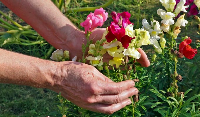 8 Easiest Annuals To Grow In Colorado: Snapdragon