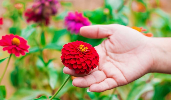 8 Easiest Annuals To Grow In Colorado: Zinnia