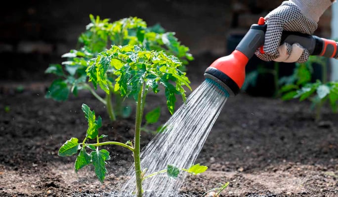 Basic needs of tomato plants