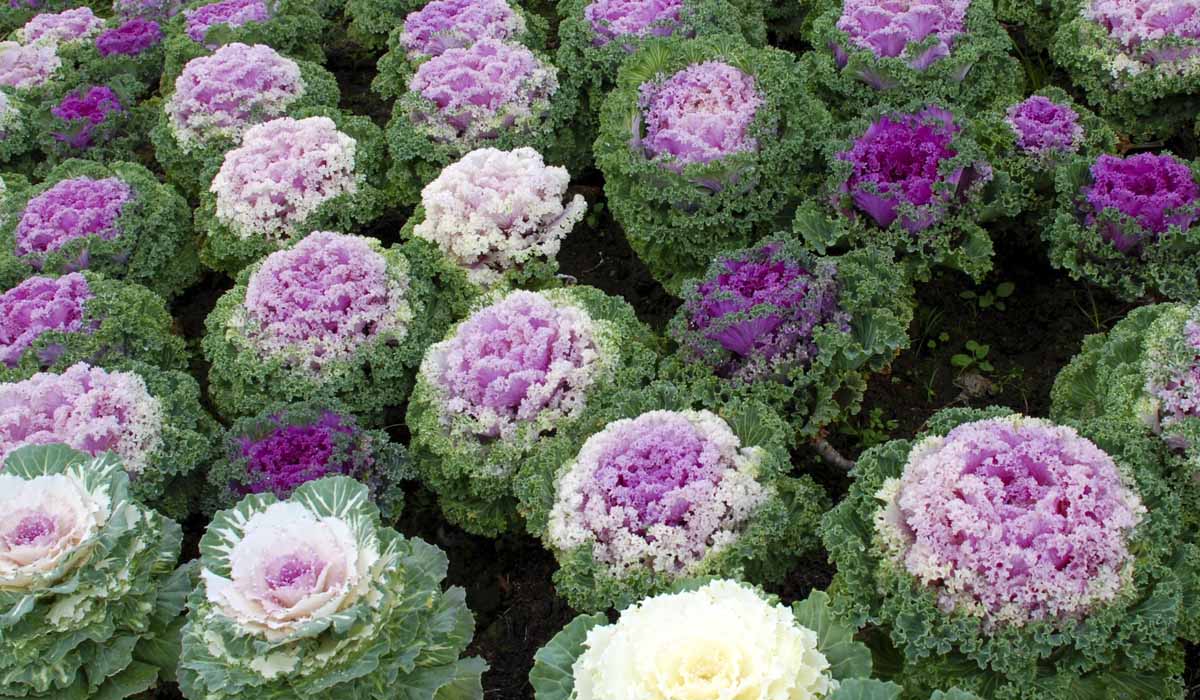 Top 4 Cool Season Flowers In Colorado