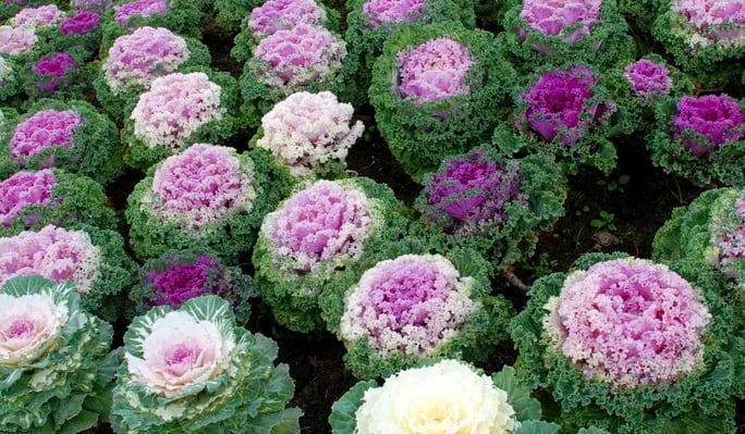 Cool season flowers ornamental kale