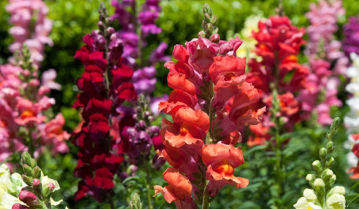 Top 4 Cool Season Flowers In Colorado