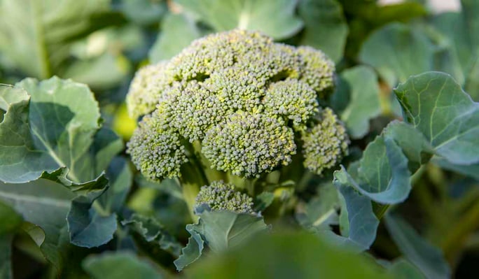 Cool season vegetables broccoli