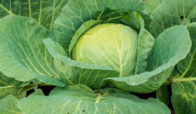 Cool season vegetables cabbage