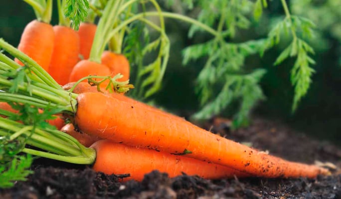 Cool season vegetables carrots