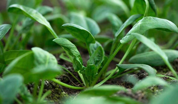 Cool season vegetables spinach