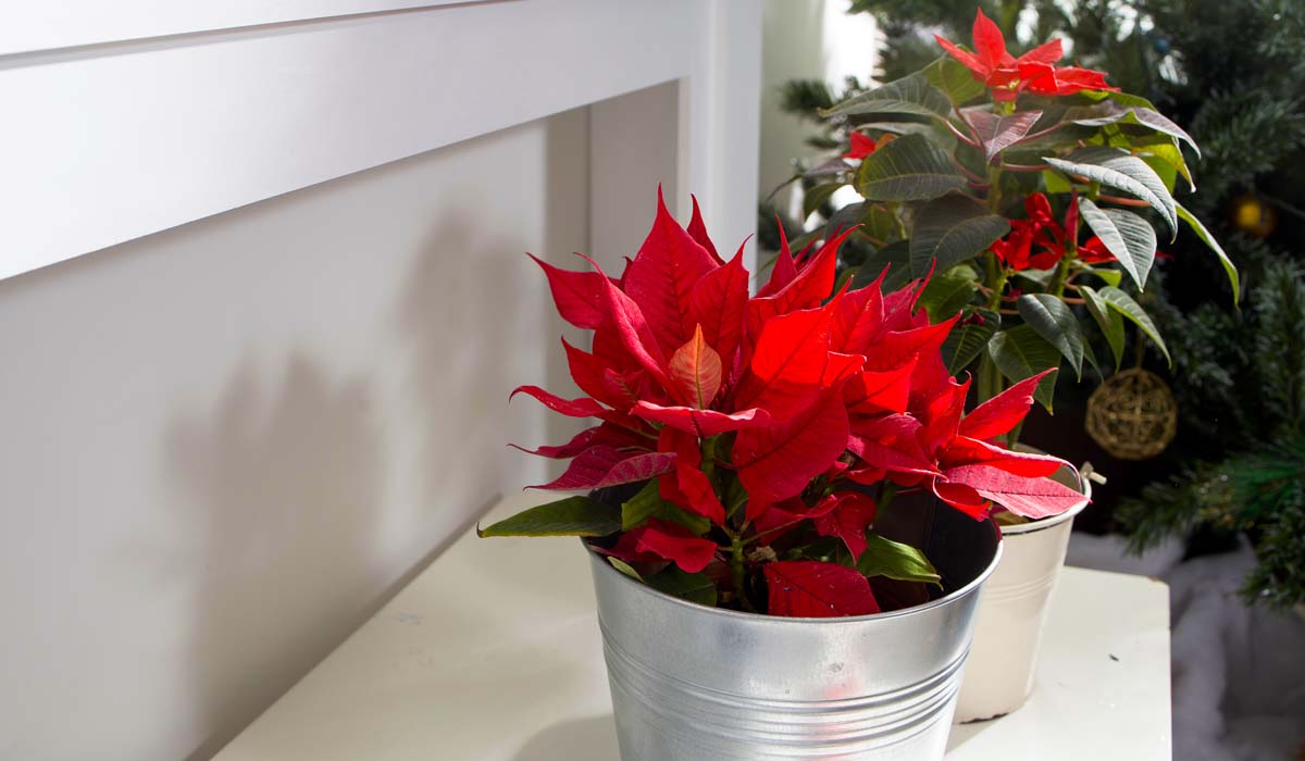 Decorate your mantle with real poinsettias