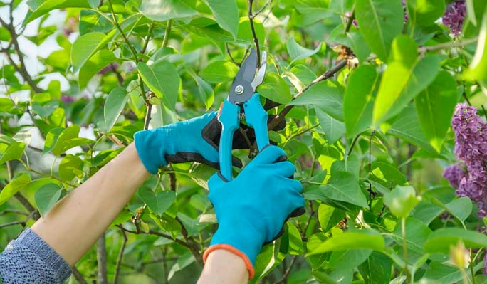 Do a lot of perennial pruning