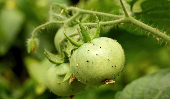 Pest management for tomato plants