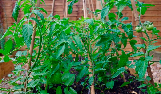 Plant tomatoes correctly