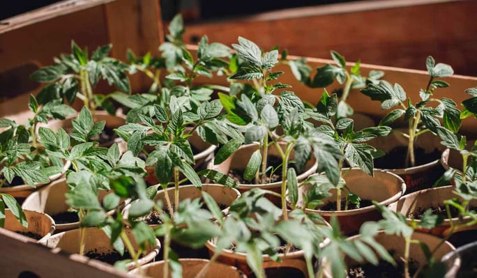 Tomato seed versus starter plant