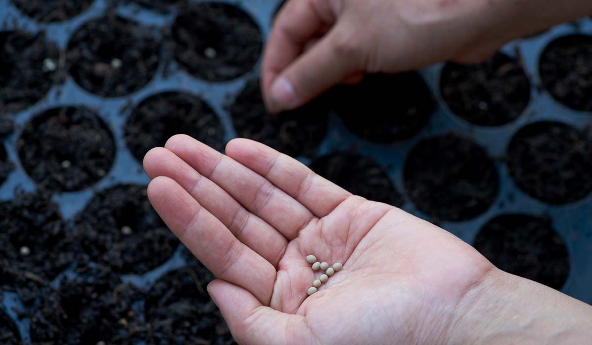 How To Start Seedlings At Home In 4 Easy Steps