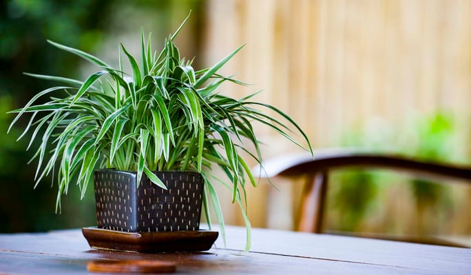 Spider Plant - Low Light Air-purifying Houseplant for House Decoration -  Best Plant Friend