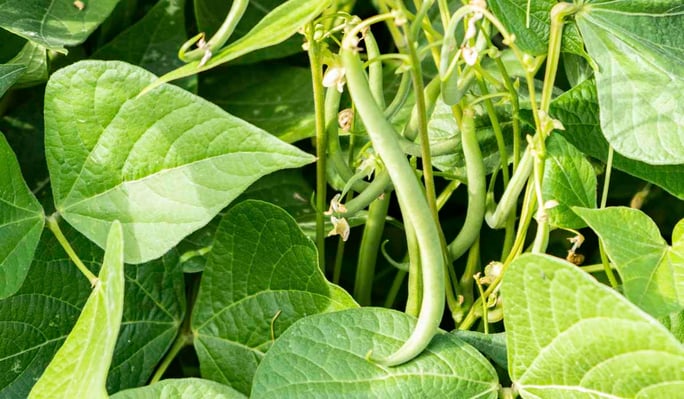 Warm season vegetables beans