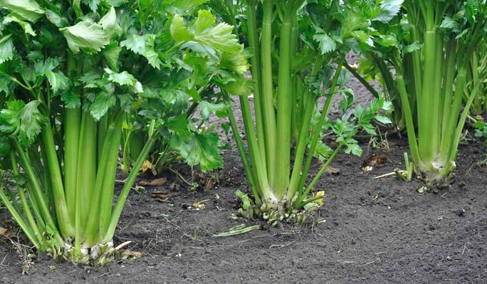 Warm season vegetables celery