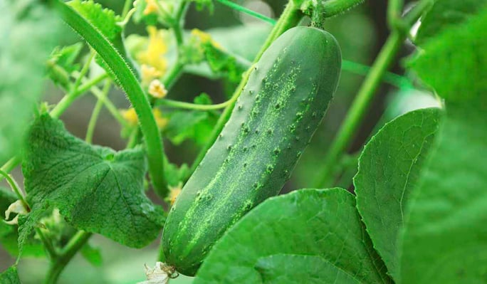 Warm season vegetables cucumbers