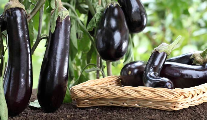 Warm season vegetables eggplant