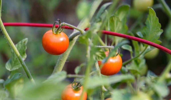 Warm season vegetables tomatoes