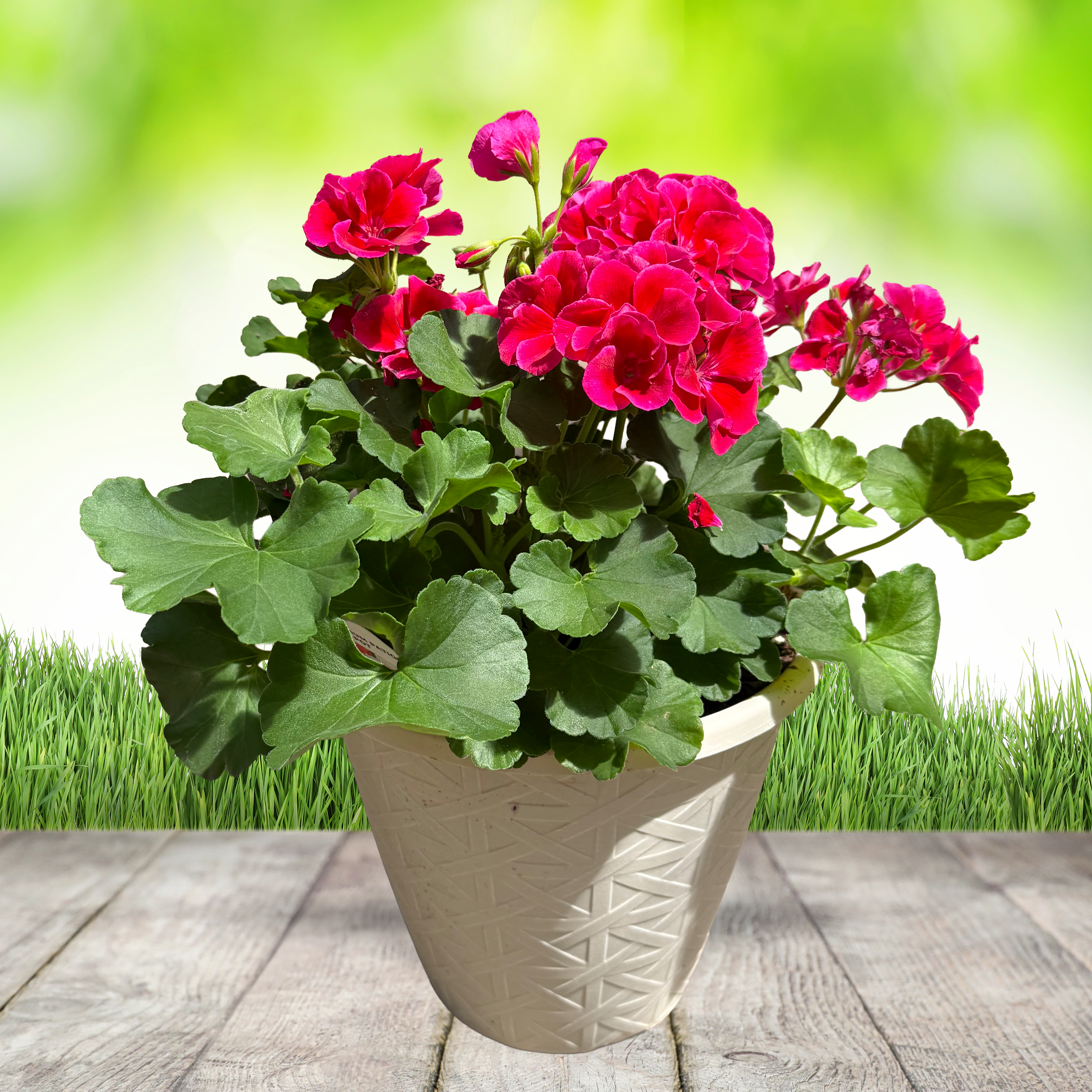 10in Geranium Patio Pot