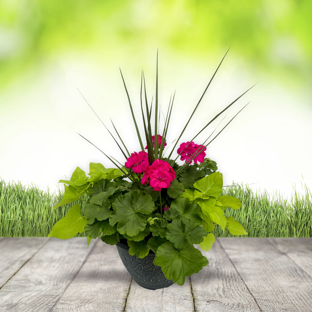 11-inch Deco Geranium Planter