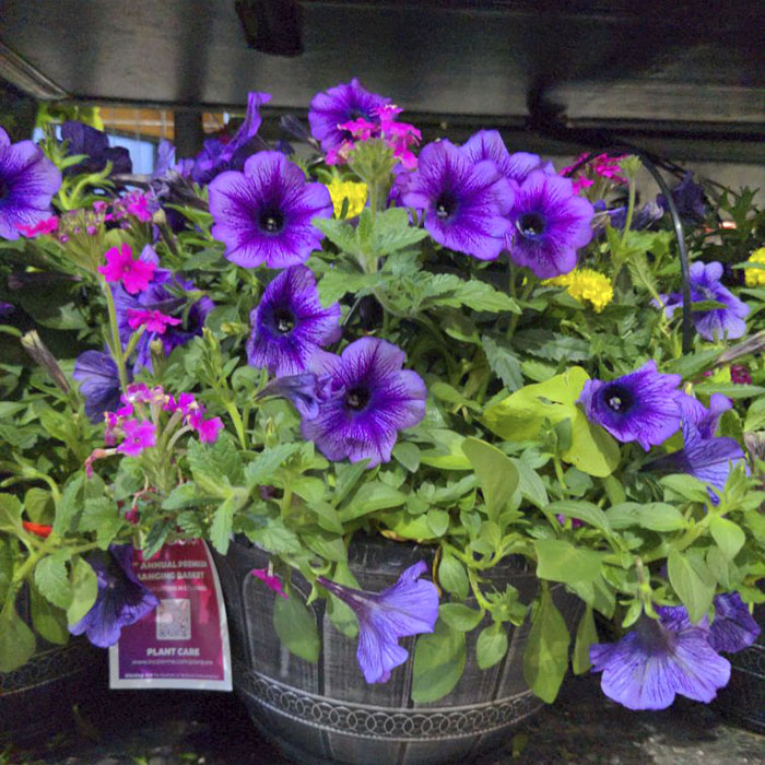 12-inch Annual Premium Hanging Basket