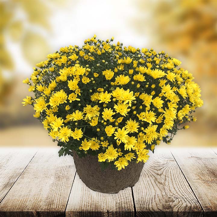 12” Yellow Mum Planter