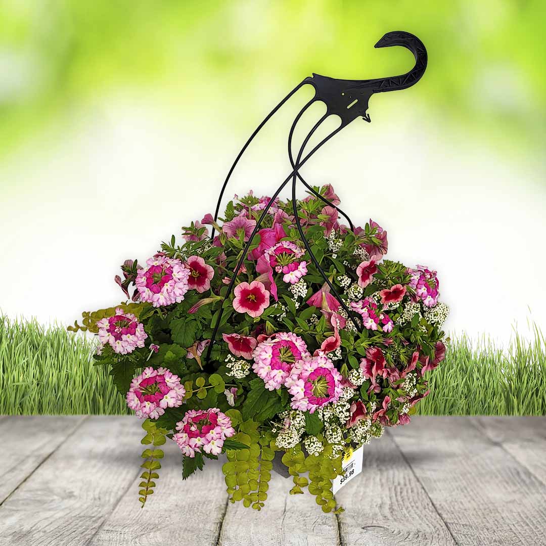 12-inch Proven Winners Stokely Hanging Basket