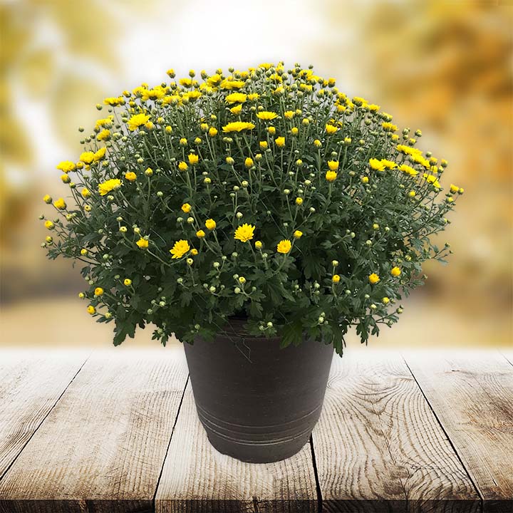14” Mum Yellow Planter