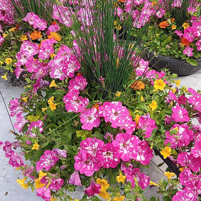 17-inch Annual Color Bowl