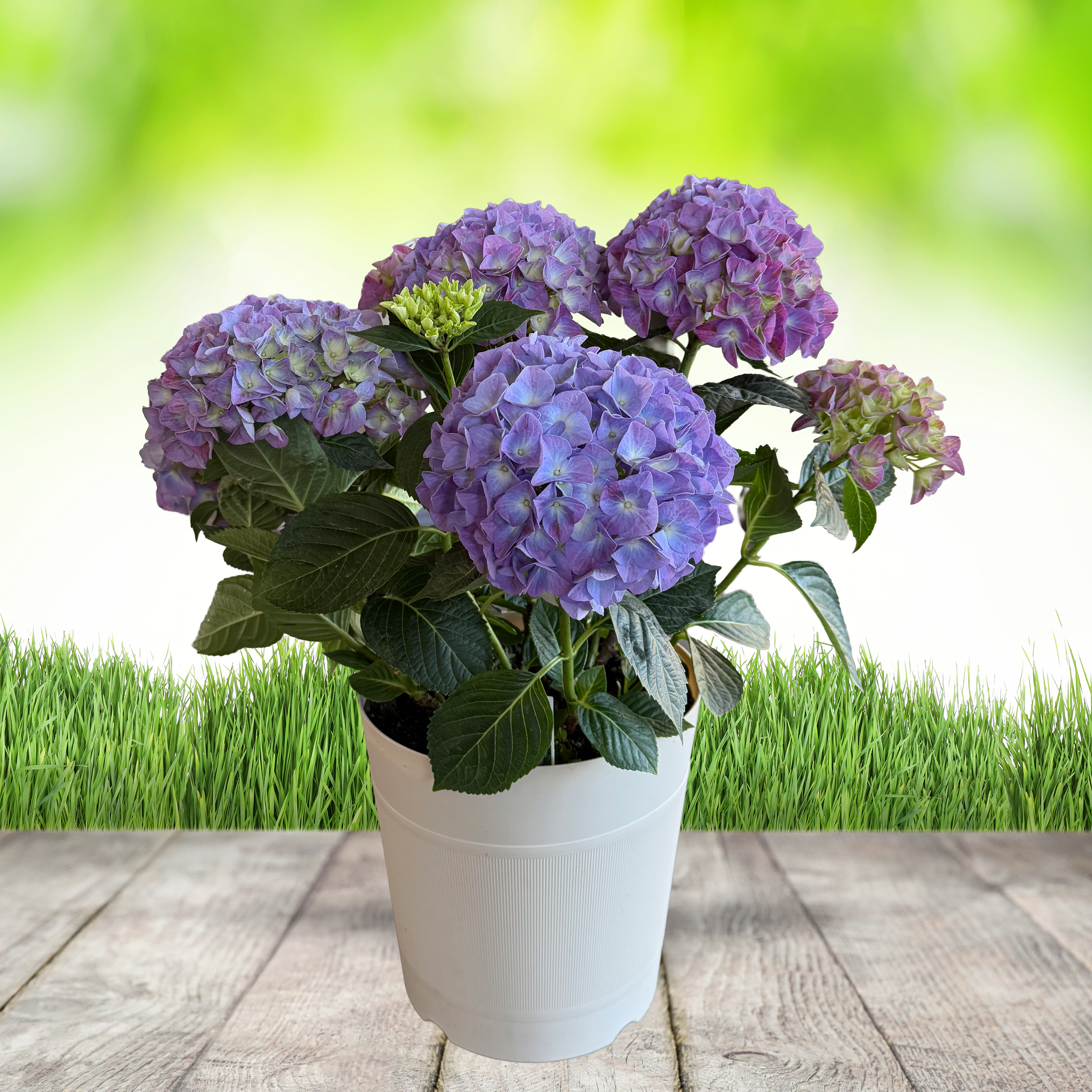2G Hydrangea