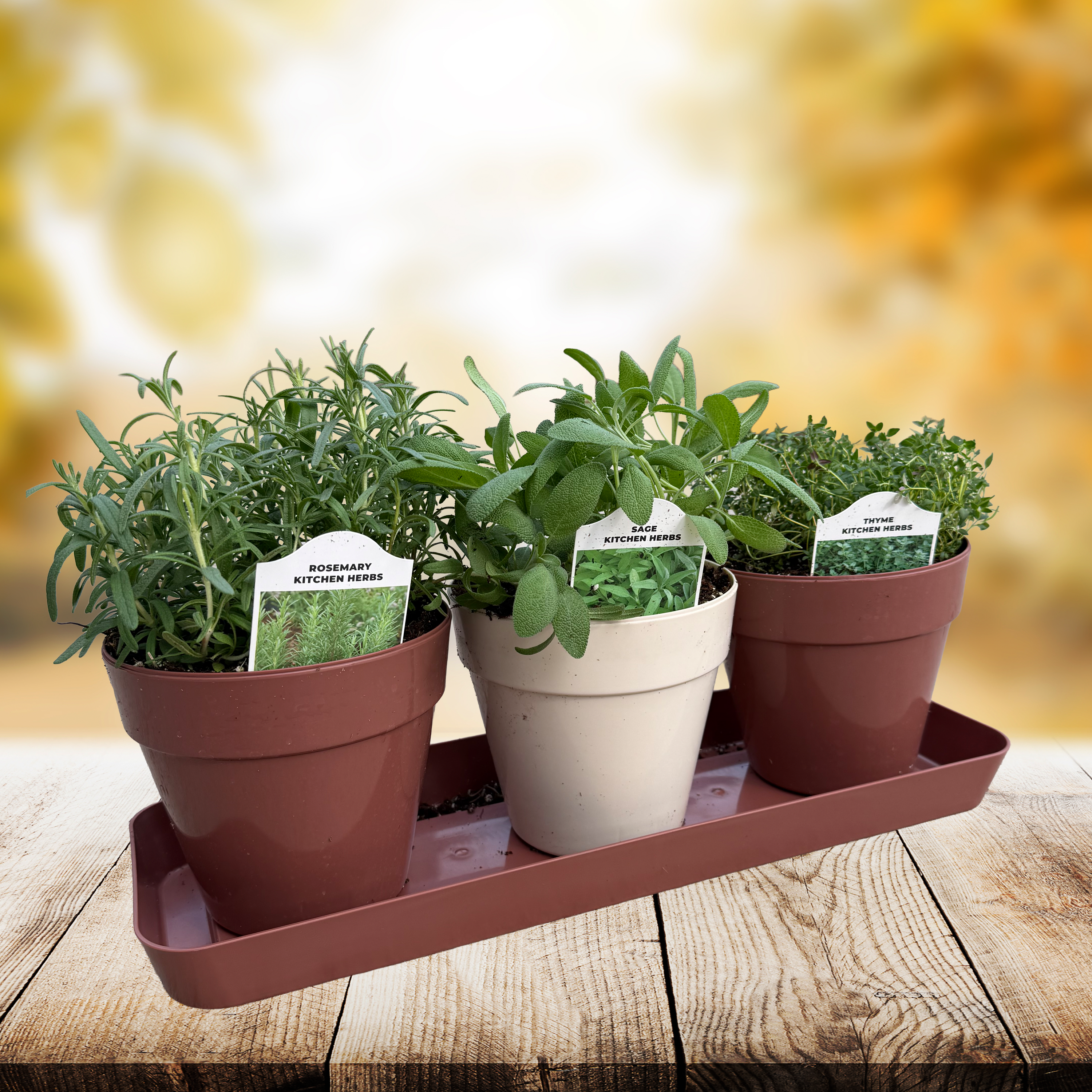 3pk Kitchen Herbs