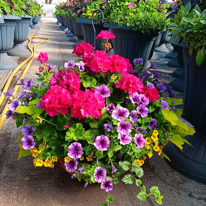 Grande Hanging Basket