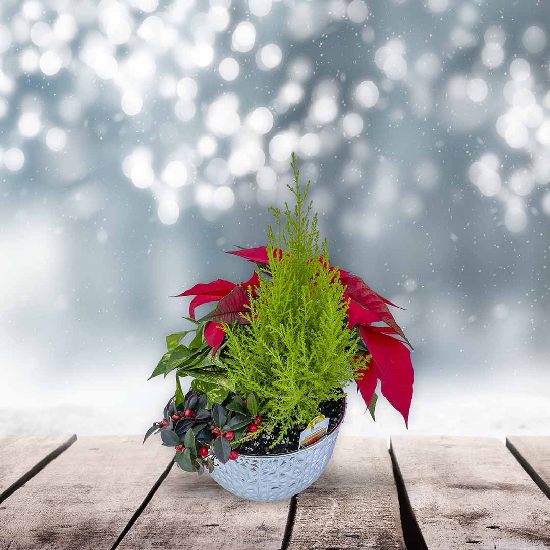 Holiday Winter Garden