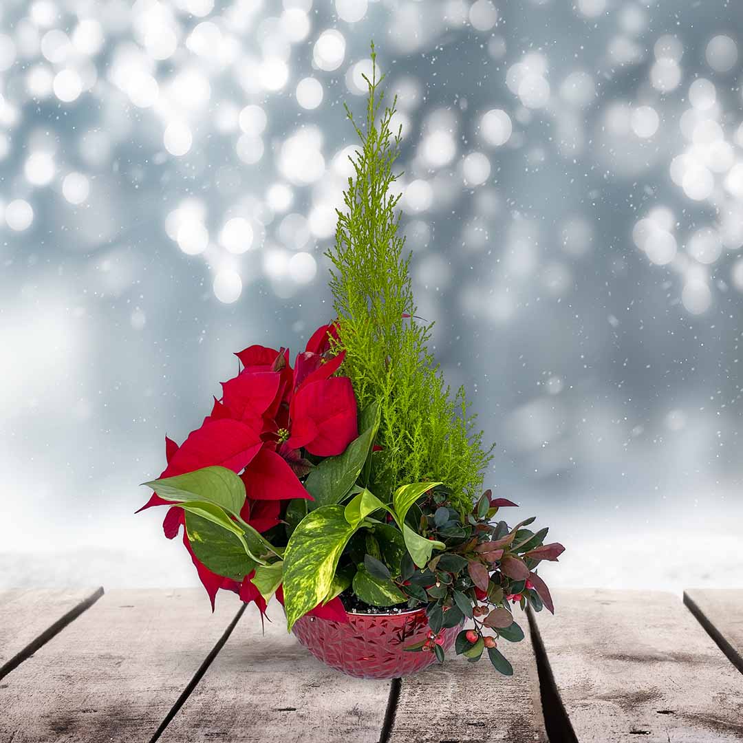 Holiday Winter Garden