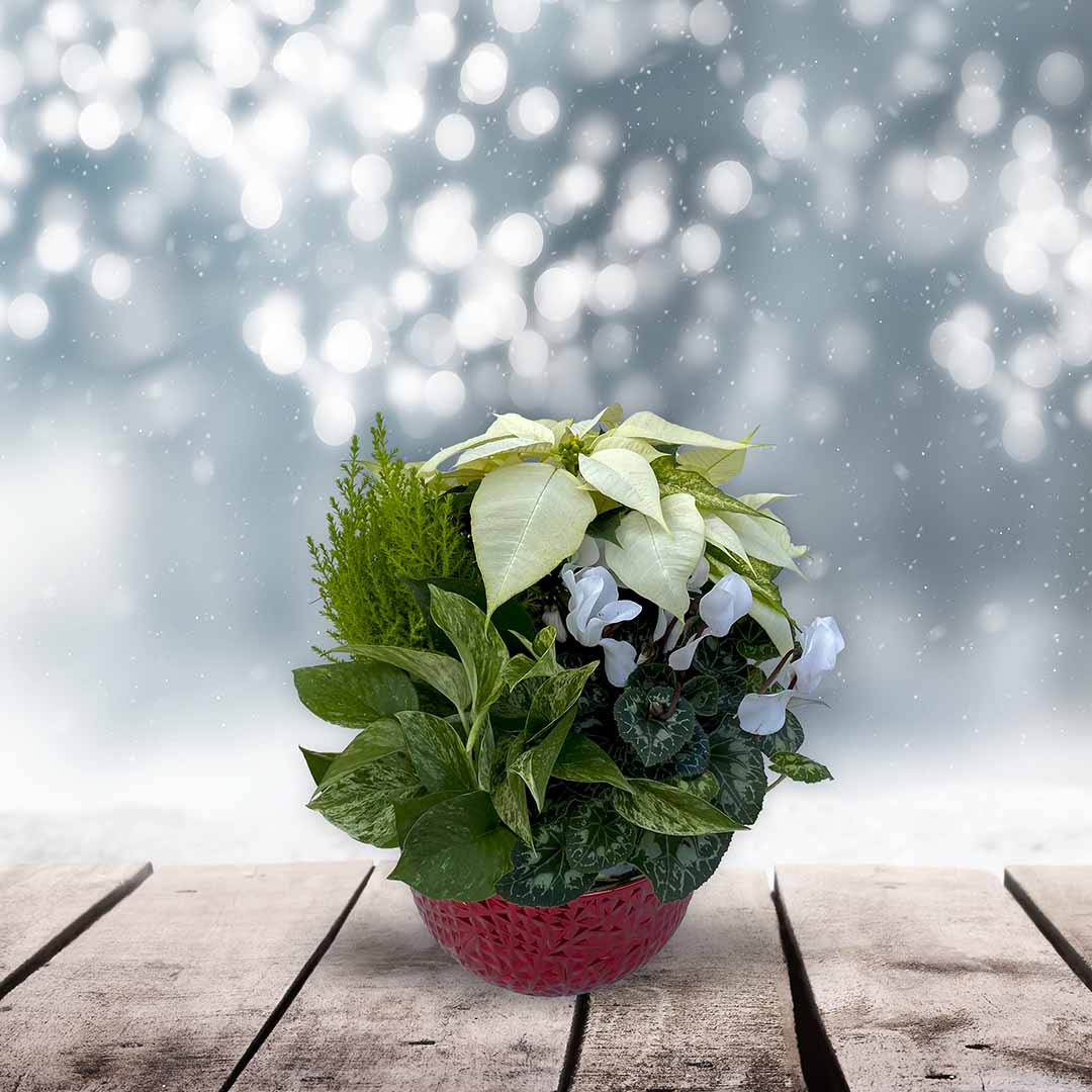 Holiday Winter Garden