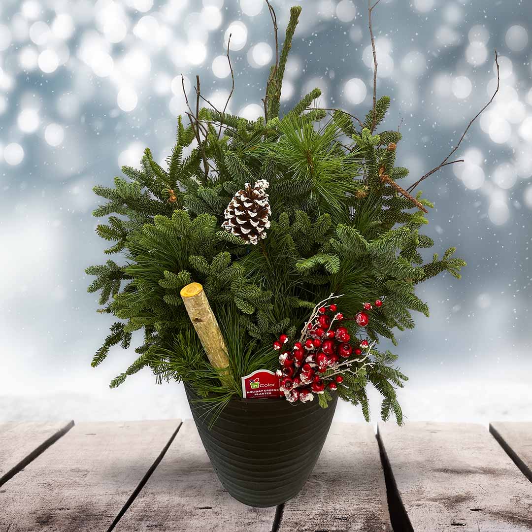 Holiday Greens Planter