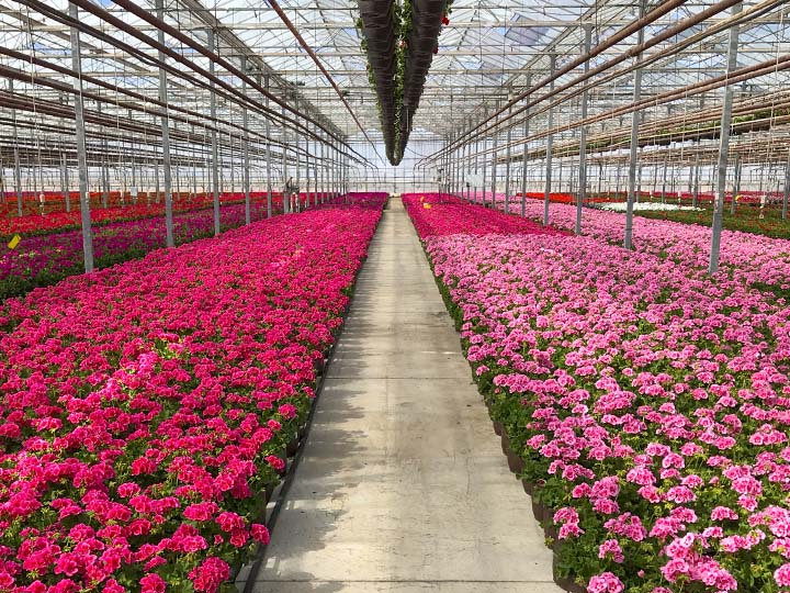 InColor Greenhouses