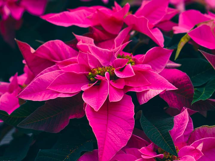 InColor Greenhouses